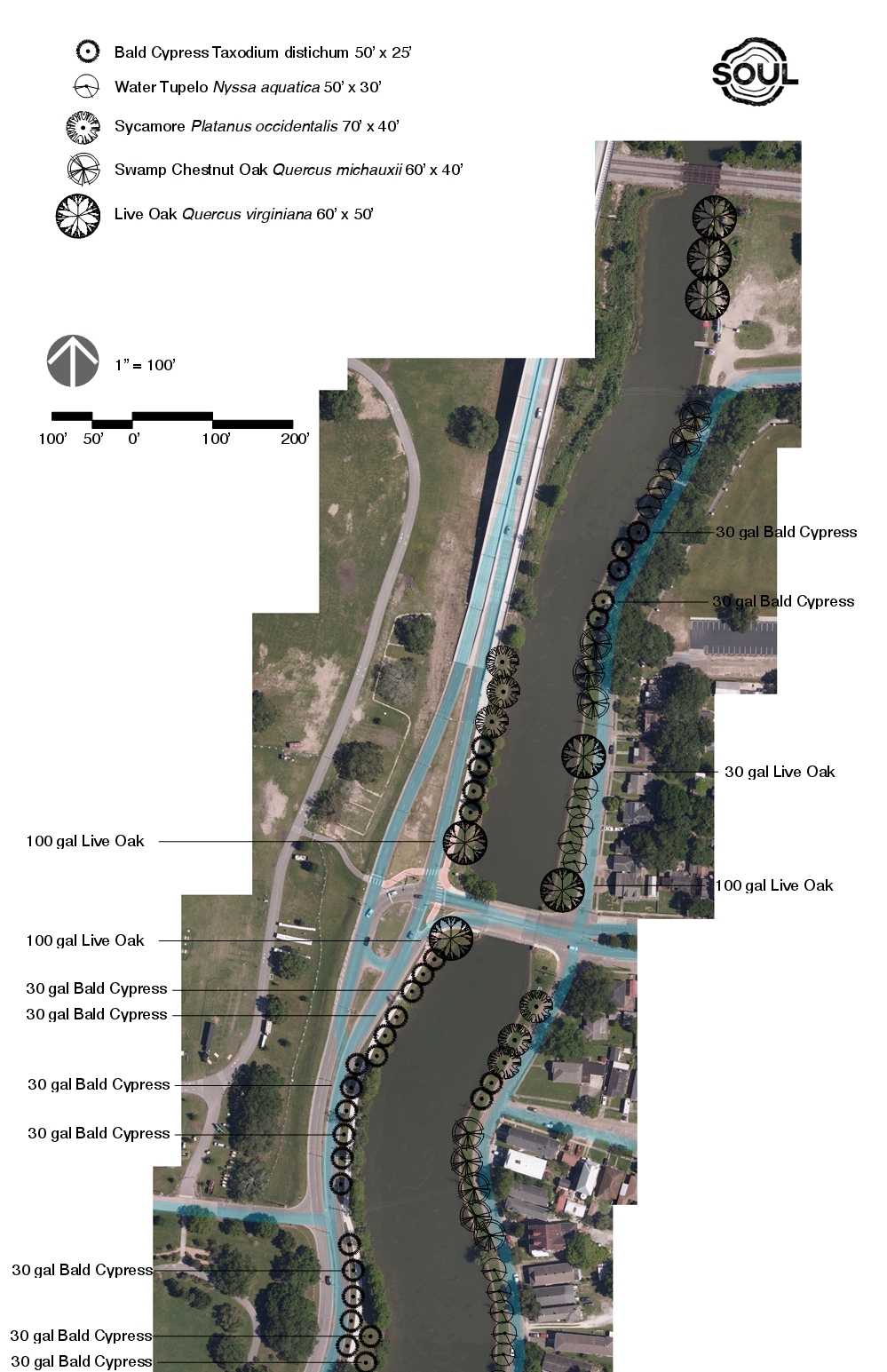 Restoring canopy to the banks of Bayou St. John